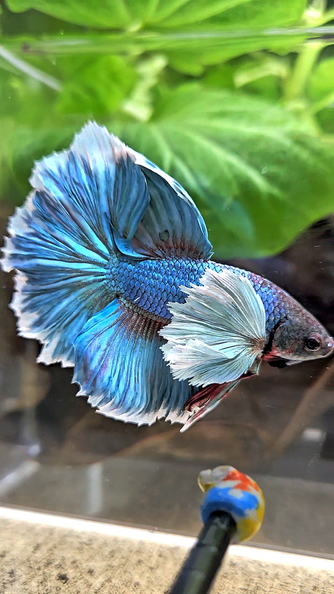 HALFMOON ROSETAIL DUMBO EAR BLUE GREEN TURQUOISE BETTA FISH