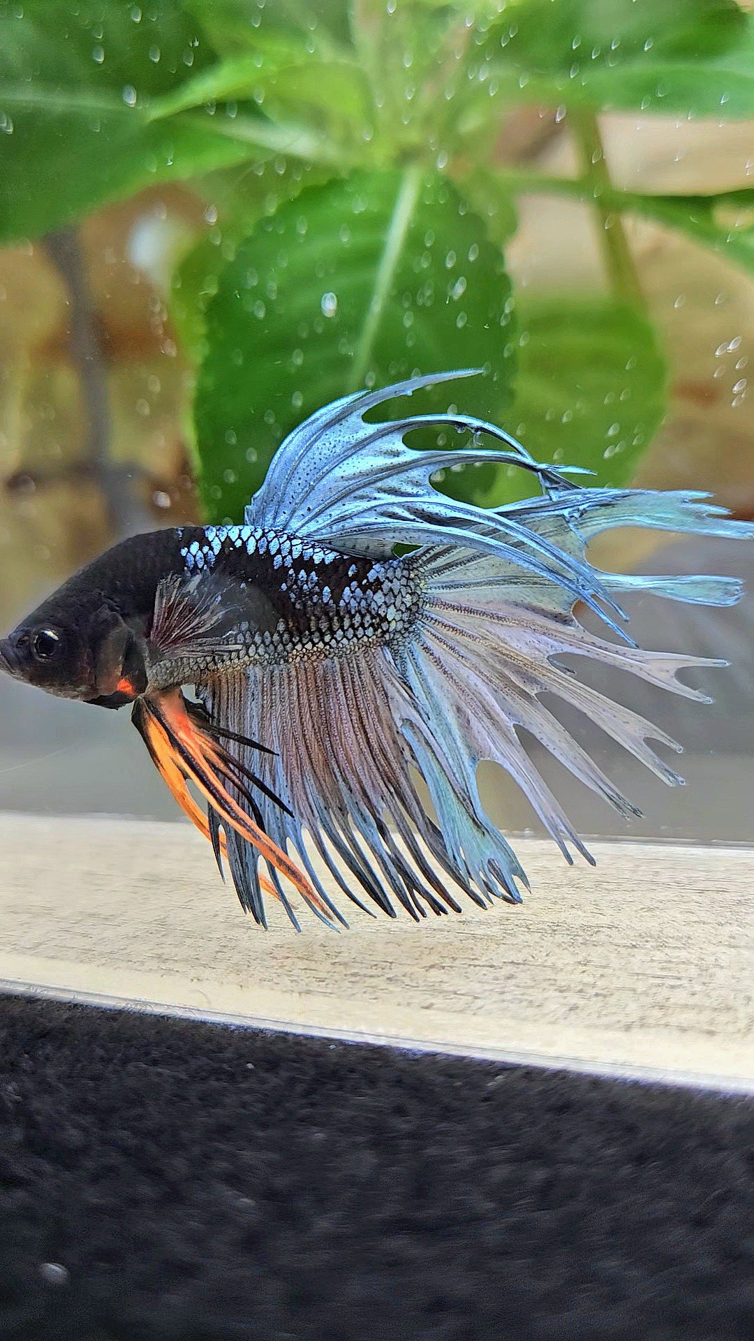 CROWNTAIL BLACK GALAXY AVATAR COPPER YELLOW BETTA FISH