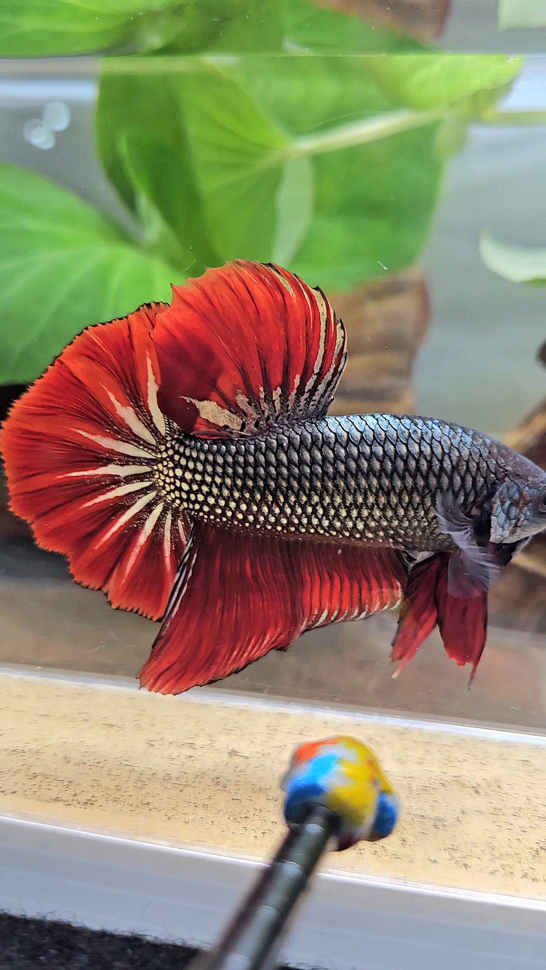 GIANT HMPK BODY ONLY 5CM+ COPPER METALLIC RED VAMPIRE BETTA FISH