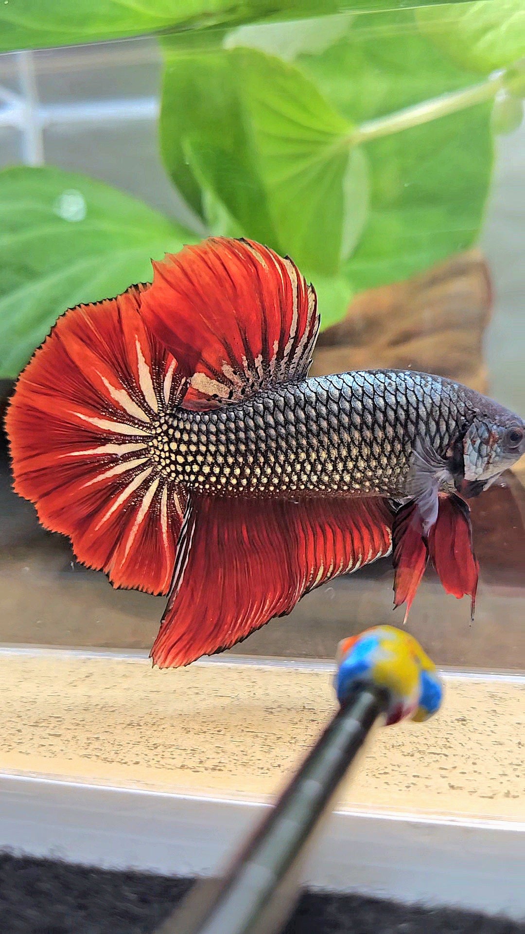 GIANT HMPK BODY ONLY 5CM+ COPPER METALLIC RED VAMPIRE BETTA FISH