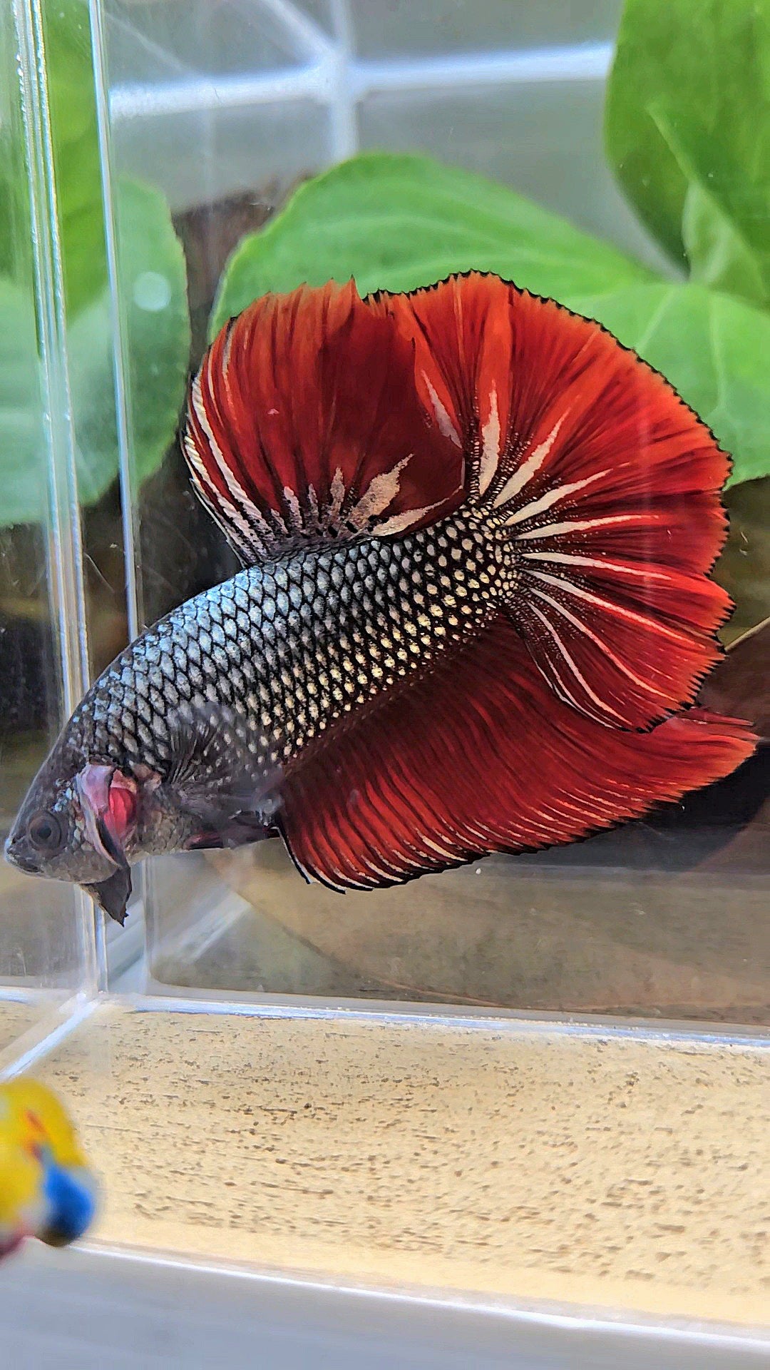 GIANT HMPK BODY ONLY 5CM+ COPPER METALLIC RED VAMPIRE BETTA FISH