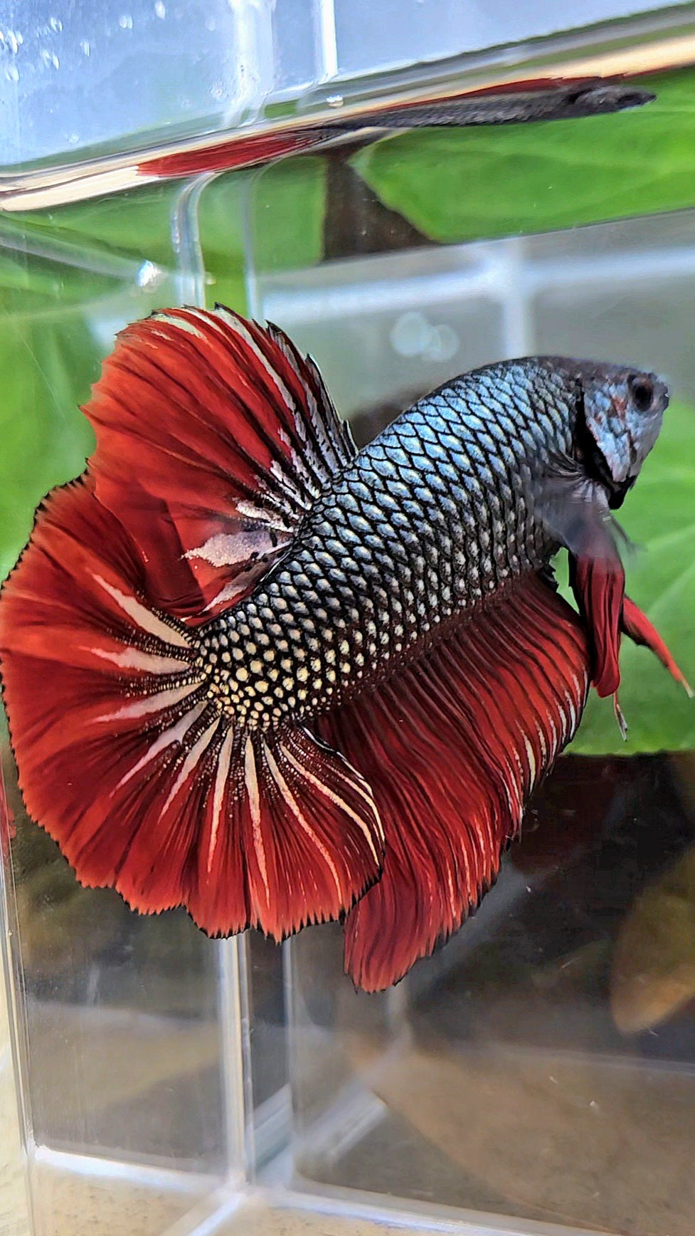GIANT HMPK BODY ONLY 5CM+ COPPER METALLIC RED VAMPIRE BETTA FISH
