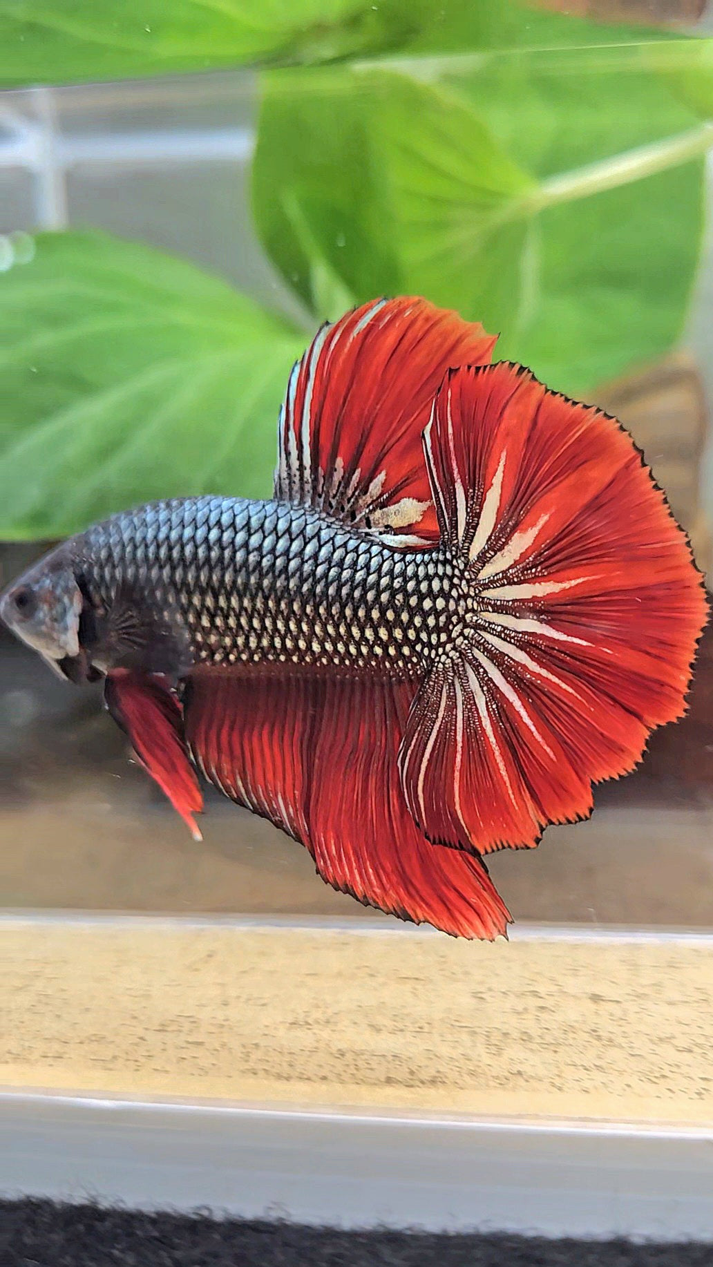 GIANT HMPK BODY ONLY 5CM+ COPPER METALLIC RED VAMPIRE BETTA FISH