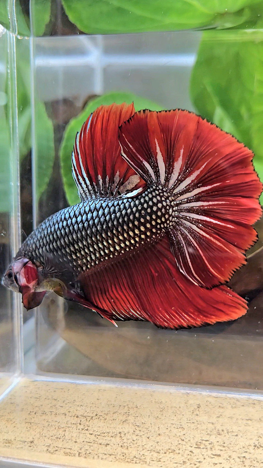 GIANT HMPK BODY ONLY 5CM+ COPPER METALLIC RED VAMPIRE BETTA FISH
