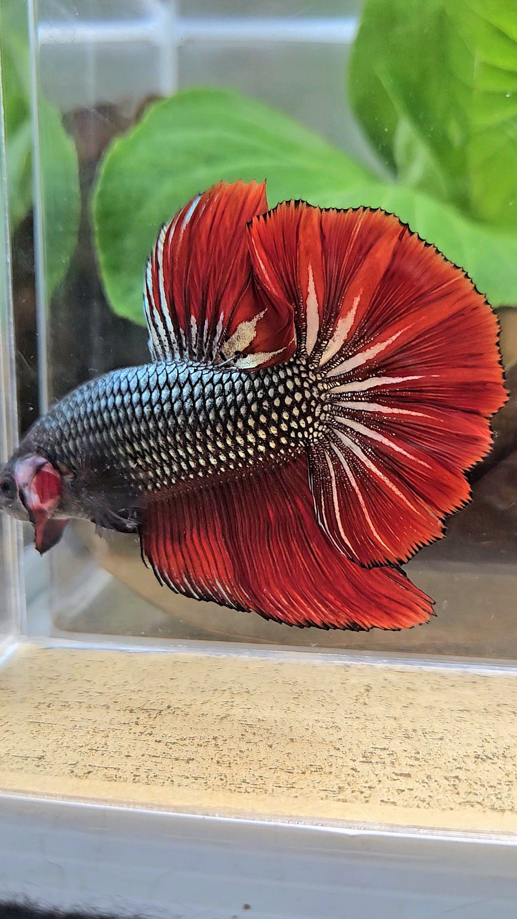 GIANT HMPK BODY ONLY 5CM+ COPPER METALLIC RED VAMPIRE BETTA FISH