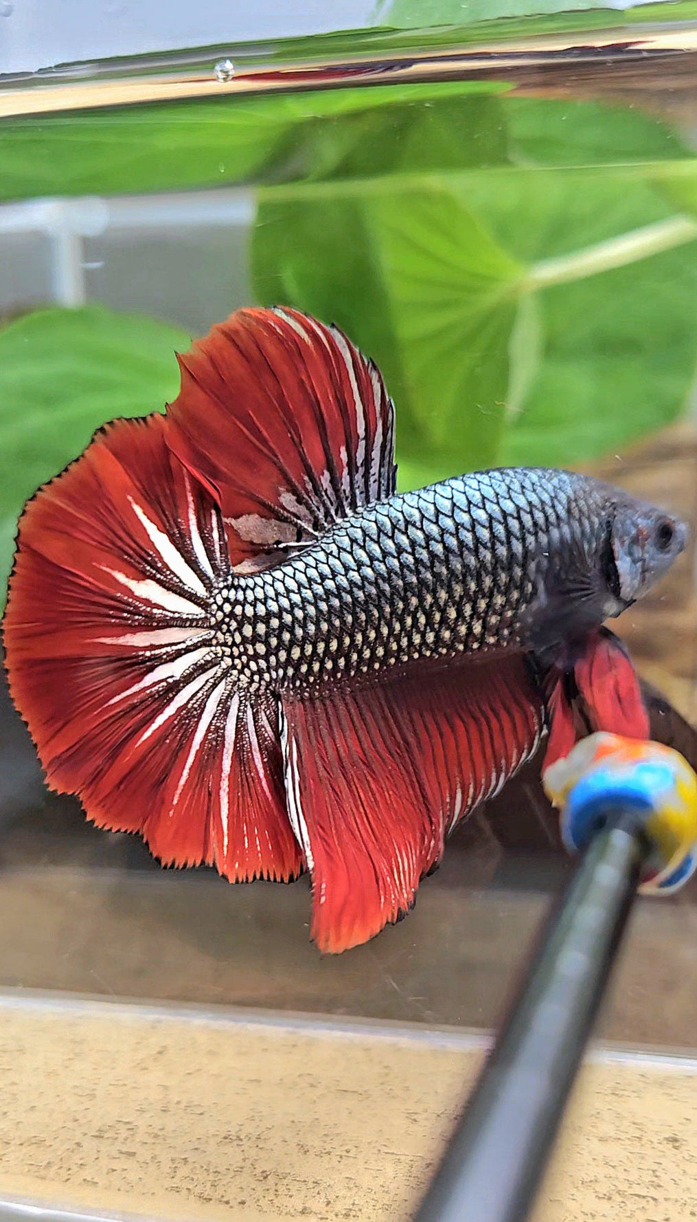 GIANT HMPK BODY ONLY 5CM+ COPPER METALLIC RED VAMPIRE BETTA FISH