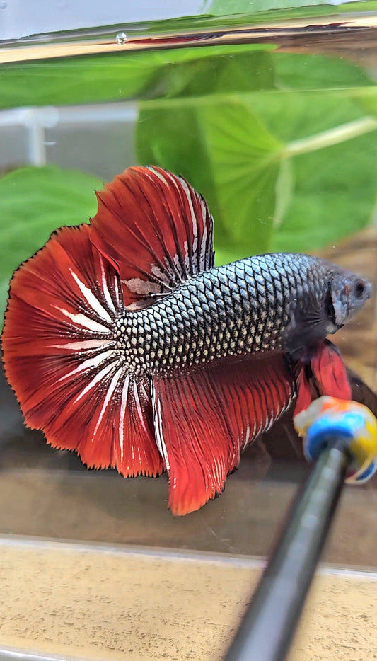 GIANT HMPK BODY ONLY 5CM+ COPPER METALLIC RED VAMPIRE BETTA FISH