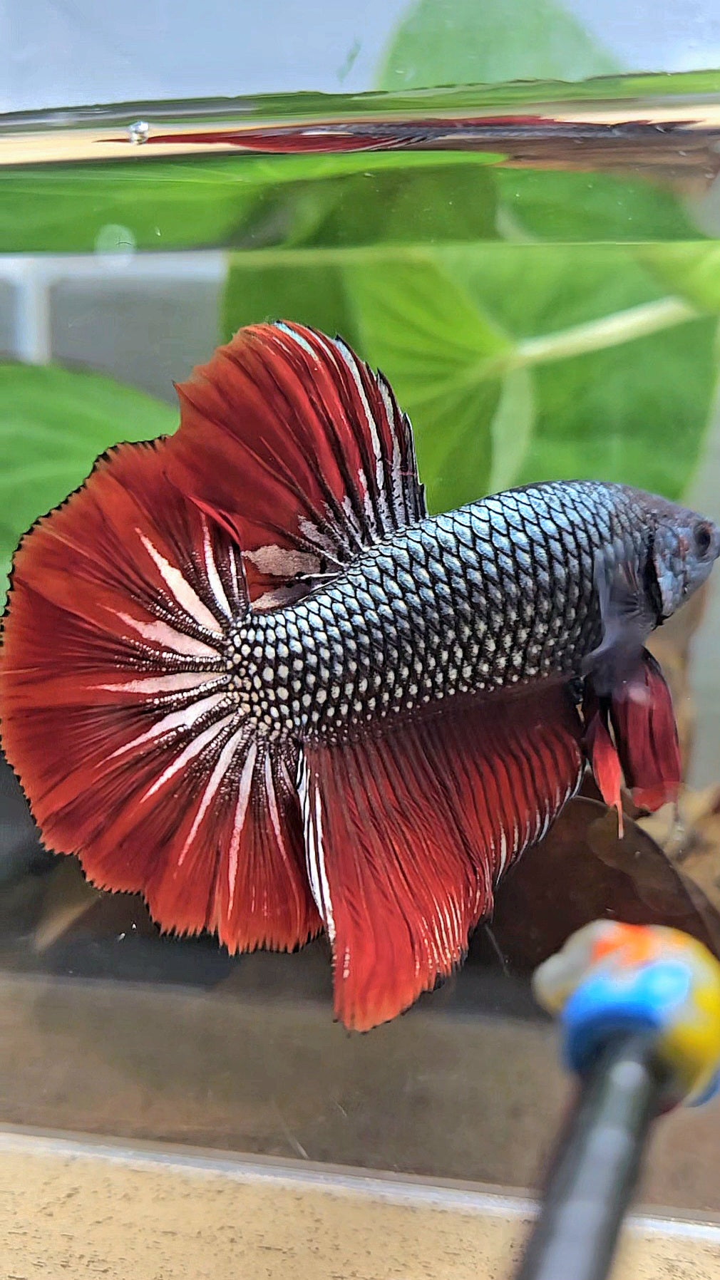 GIANT HMPK BODY ONLY 5CM+ COPPER METALLIC RED VAMPIRE BETTA FISH