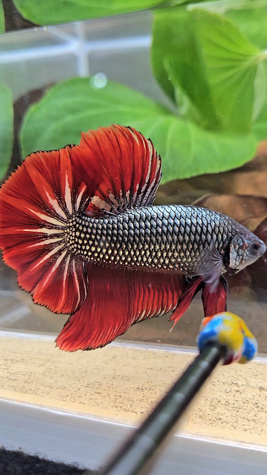 GIANT HMPK BODY ONLY 5CM+ COPPER METALLIC RED VAMPIRE BETTA FISH