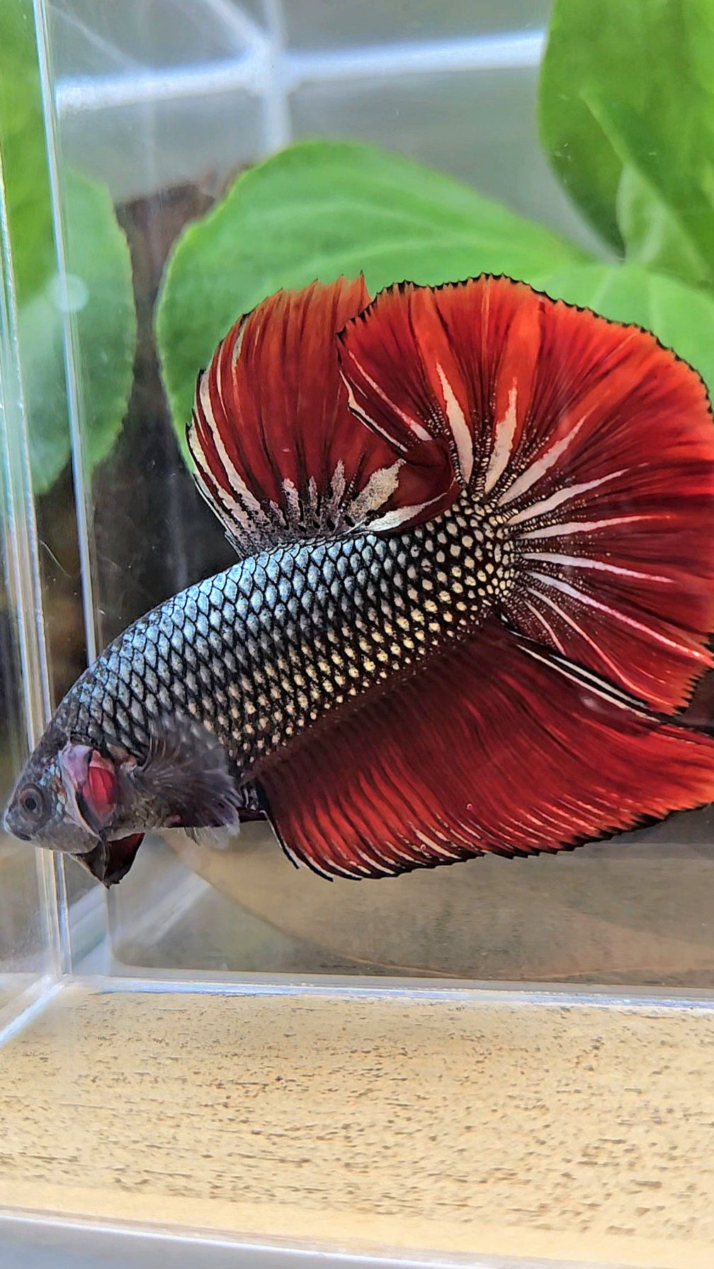 GIANT HMPK BODY ONLY 5CM+ COPPER METALLIC RED VAMPIRE BETTA FISH