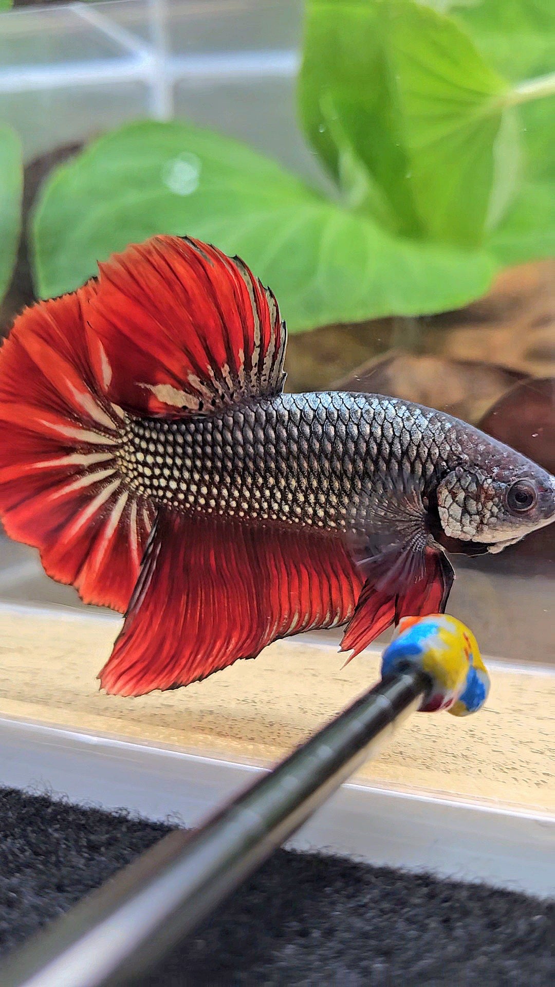 GIANT HMPK BODY ONLY 5CM+ COPPER METALLIC RED VAMPIRE BETTA FISH