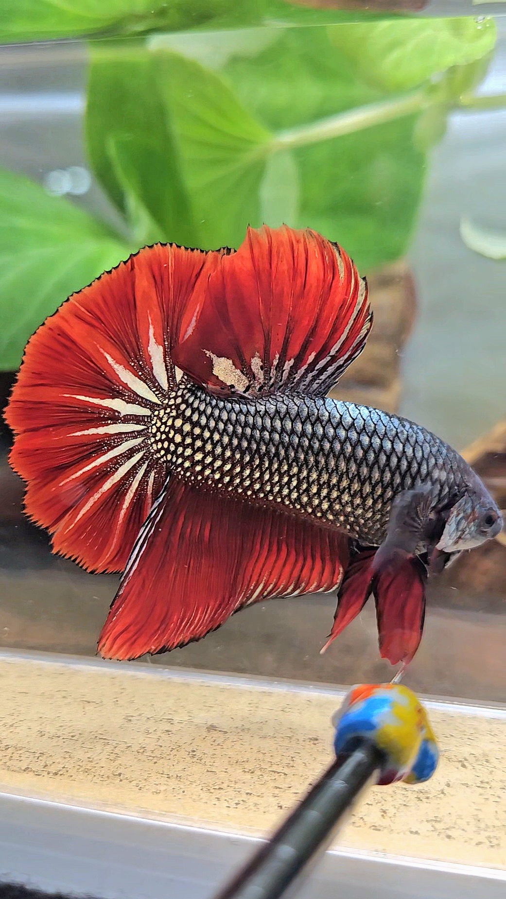 GIANT HMPK BODY ONLY 5CM+ COPPER METALLIC RED VAMPIRE BETTA FISH
