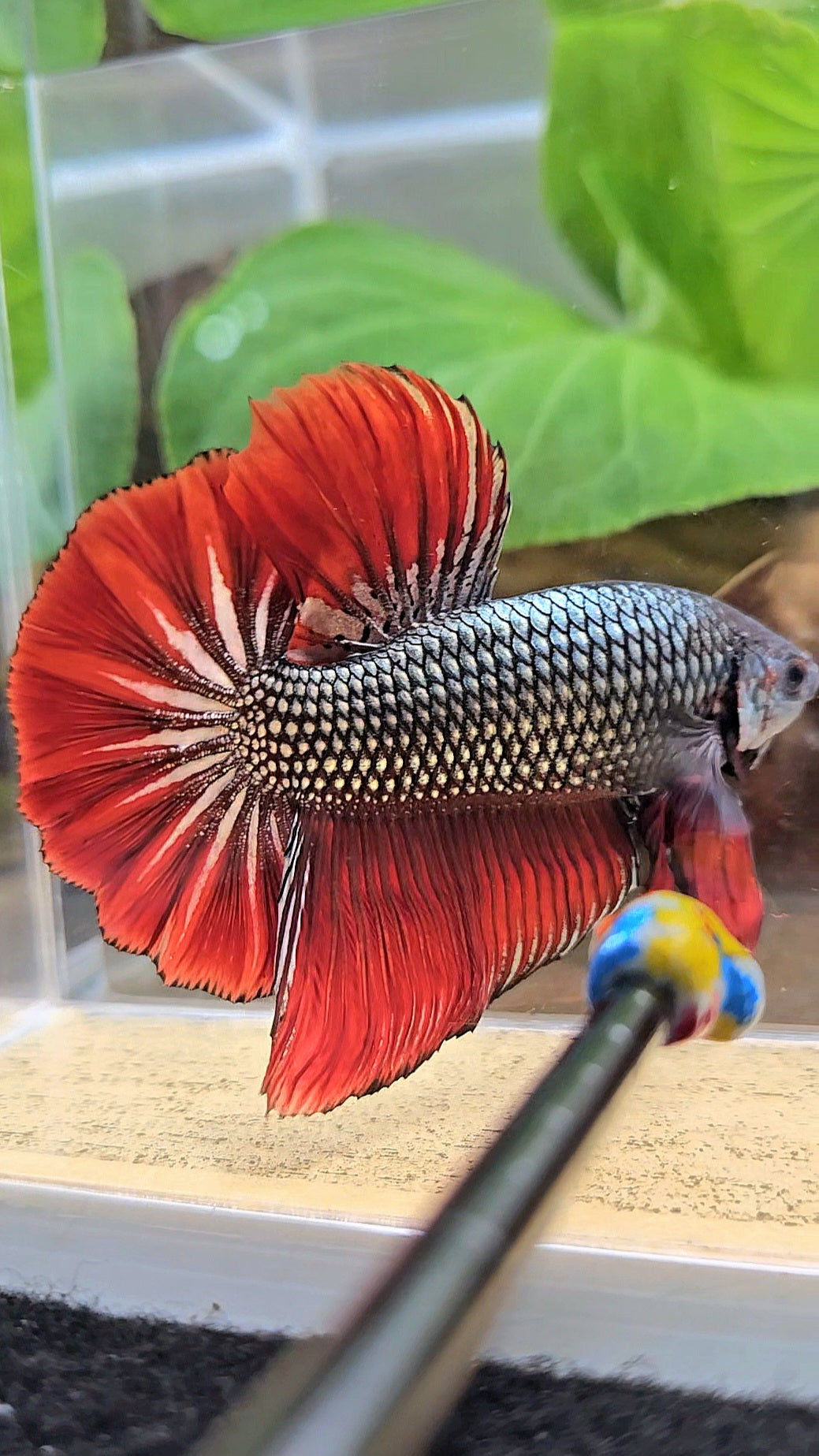 GIANT HMPK BODY ONLY 5CM+ COPPER METALLIC RED VAMPIRE BETTA FISH
