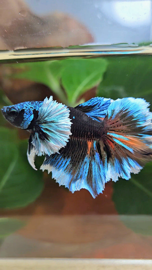LUXURY HALFMOON DUMBO EAR ROSETAIL BLACK GALAXY AVATAR BLUE ICE VARIATION BETTA FISH