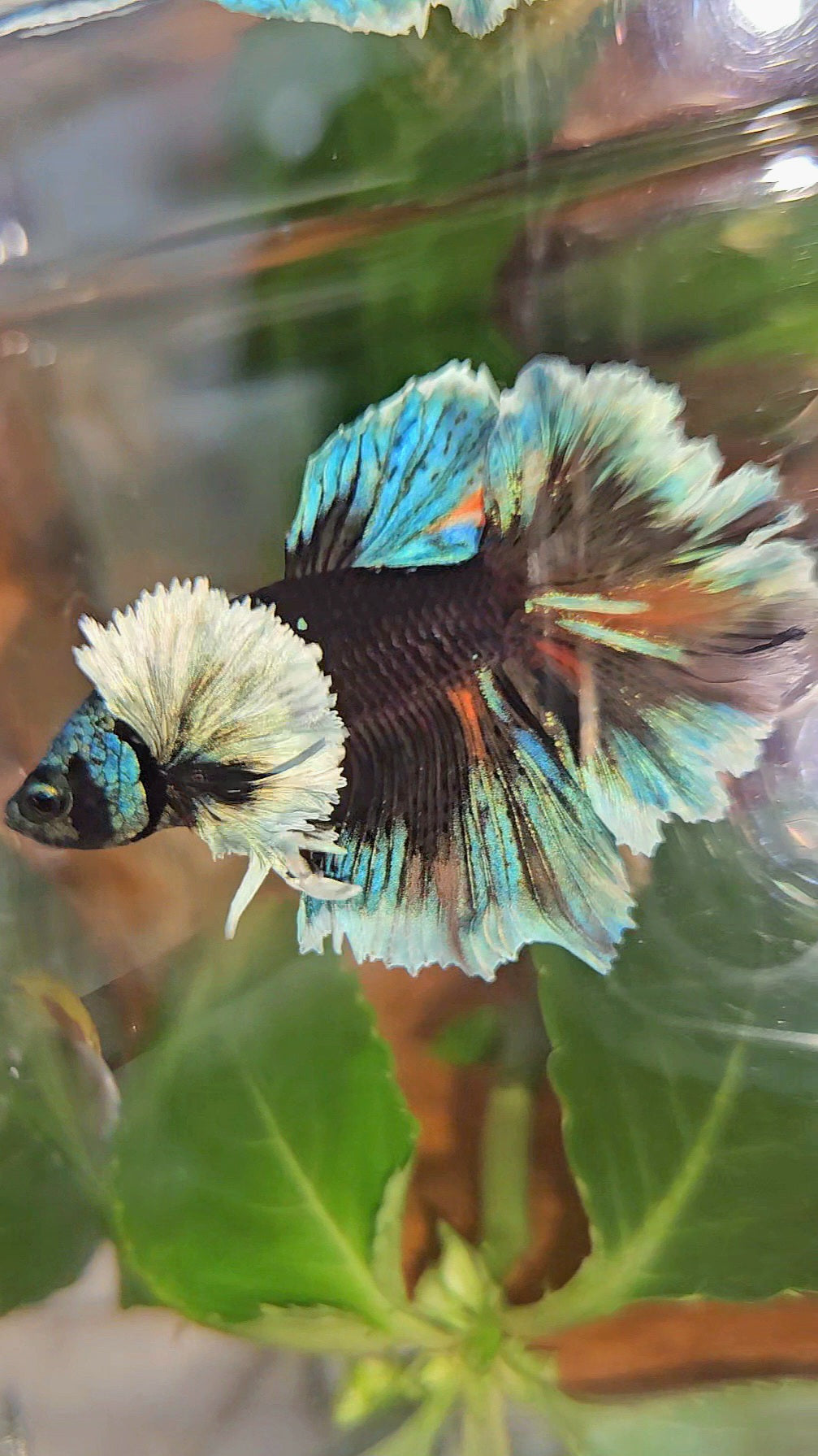 LUXURY HALFMOON DUMBO EAR ROSETAIL BLACK GALAXY AVATAR BLUE ICE VARIATION BETTA FISH