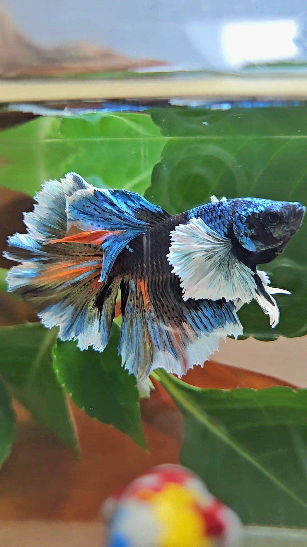 LUXURY HALFMOON DUMBO EAR ROSETAIL BLACK GALAXY AVATAR BLUE ICE VARIATION BETTA FISH