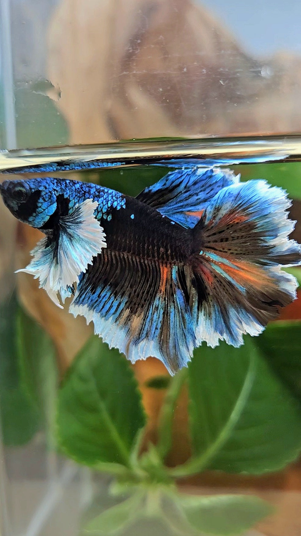 LUXURY HALFMOON DUMBO EAR ROSETAIL BLACK GALAXY AVATAR BLUE ICE VARIATION BETTA FISH
