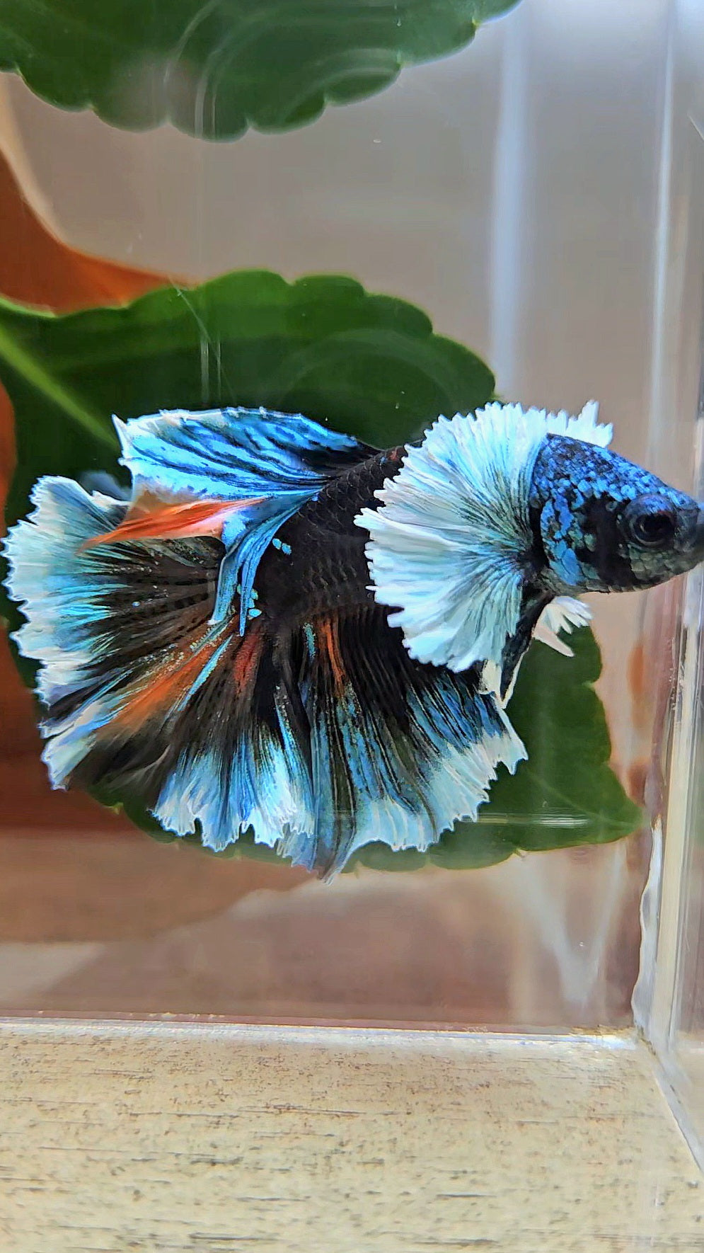 LUXURY HALFMOON DUMBO EAR ROSETAIL BLACK GALAXY AVATAR BLUE ICE VARIATION BETTA FISH
