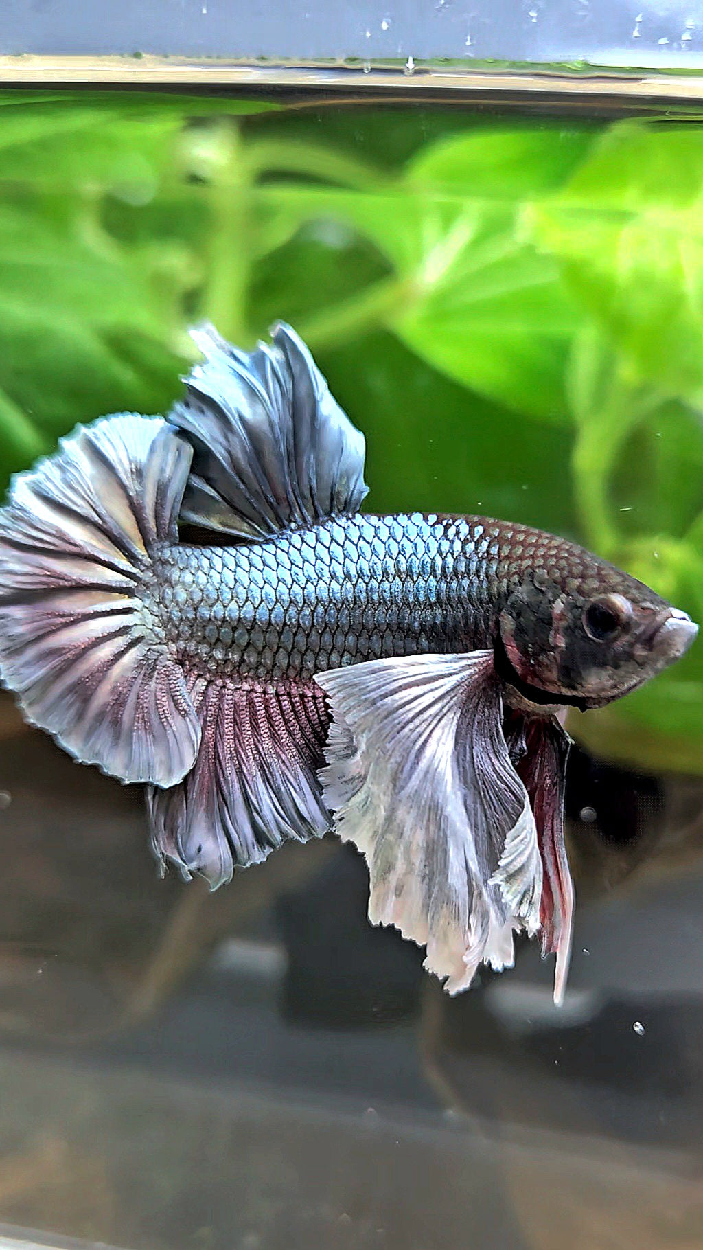 PLAKAT SUPER DUMBO EAR COPPER BETTA FISH