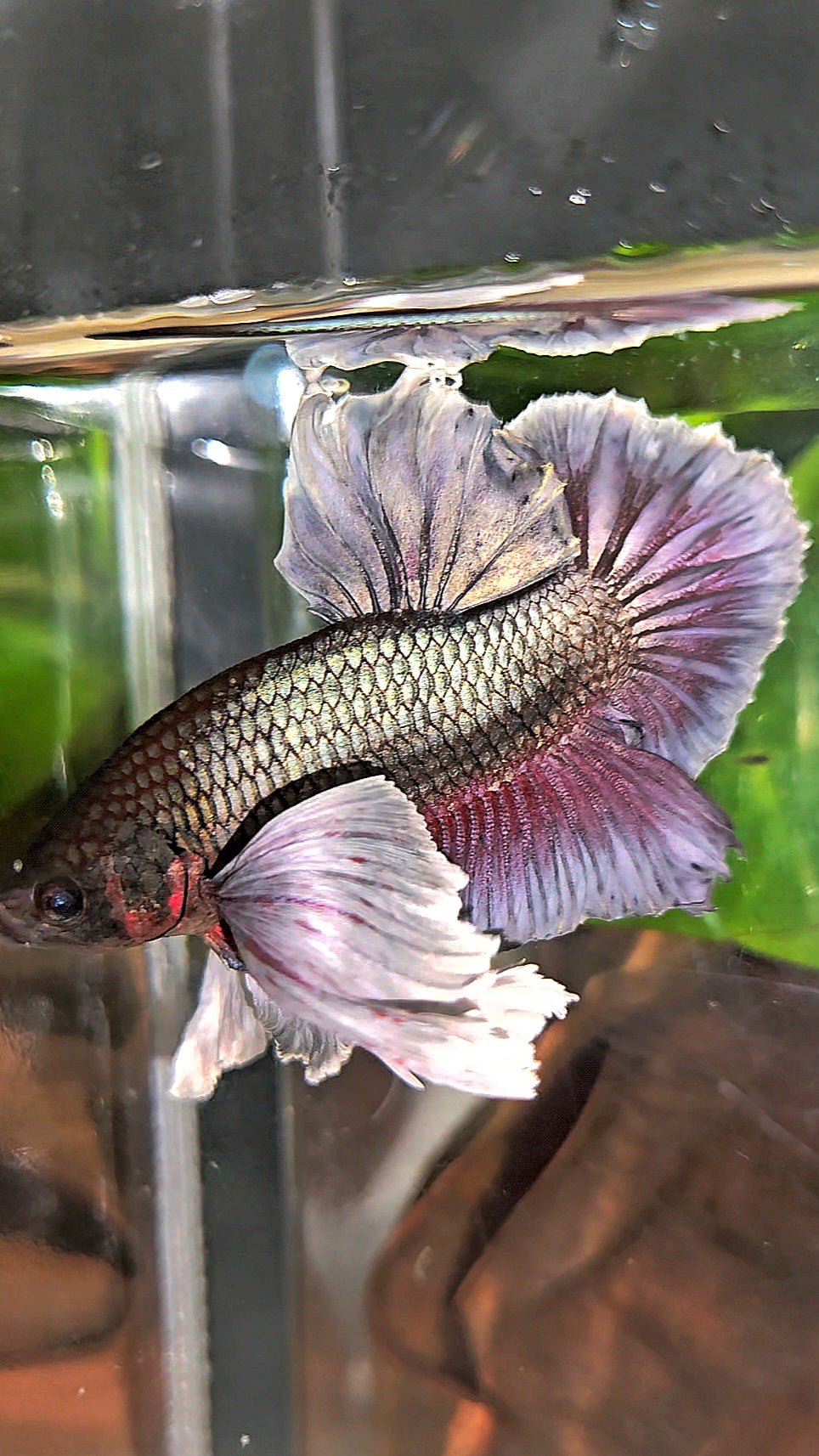 PLAKAT SUPER DUMBO EAR COPPER BETTA FISH