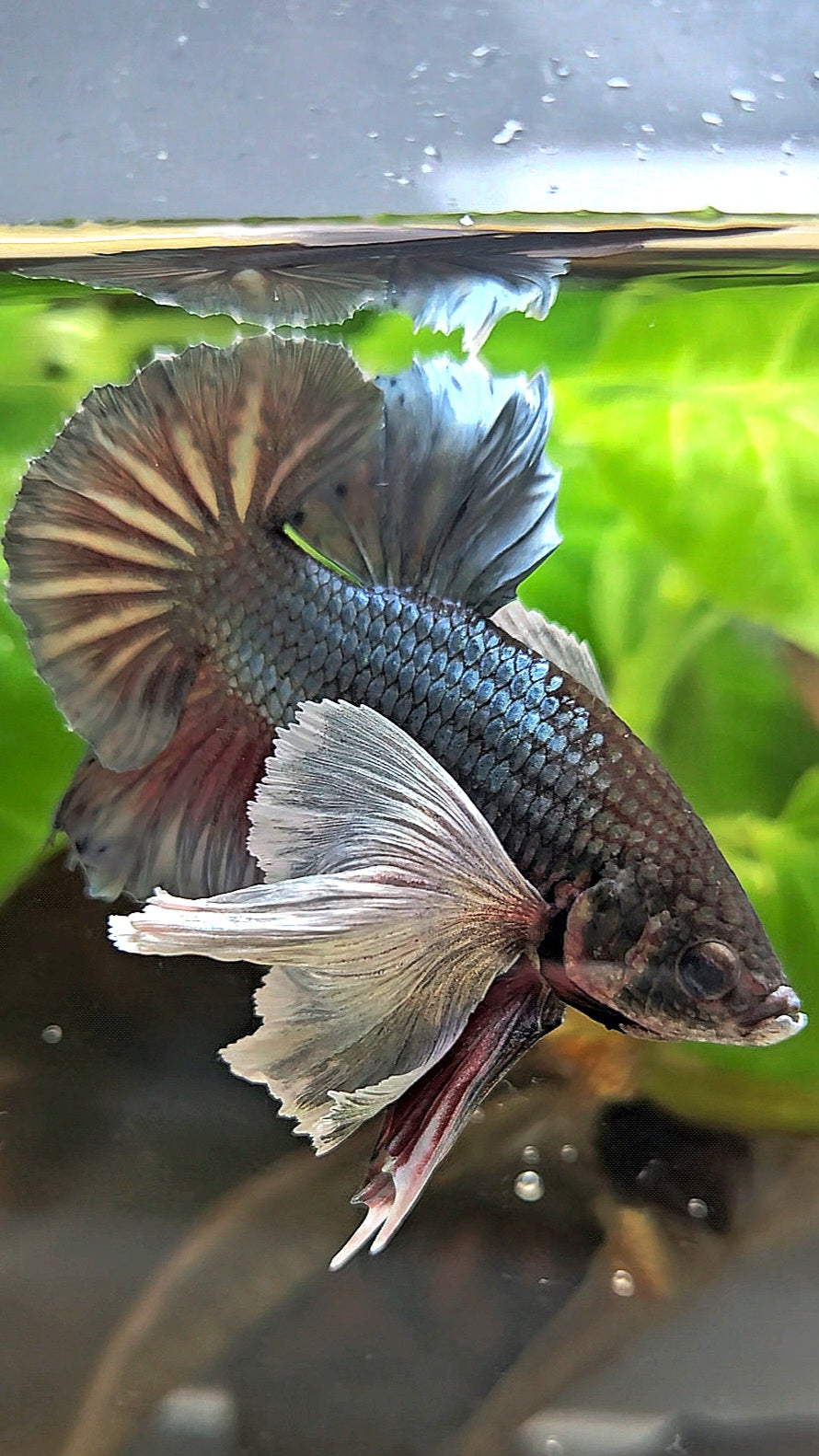 PLAKAT SUPER DUMBO EAR COPPER BETTA FISH