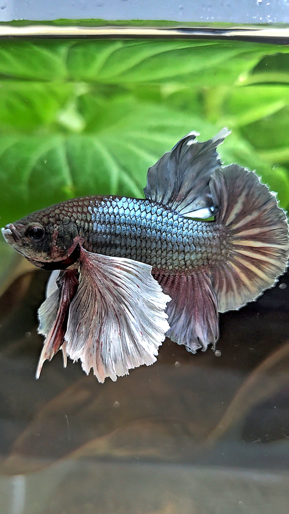 PLAKAT SUPER DUMBO EAR COPPER BETTA FISH