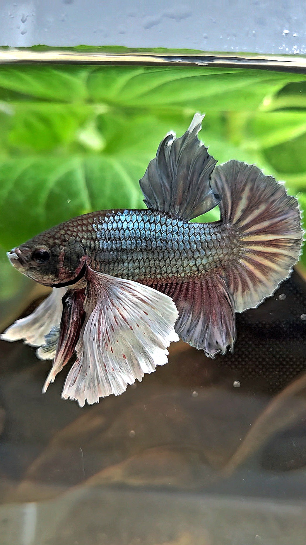 PLAKAT SUPER DUMBO EAR COPPER BETTA FISH