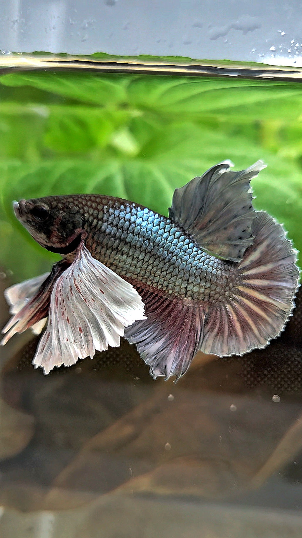 PLAKAT SUPER DUMBO EAR COPPER BETTA FISH