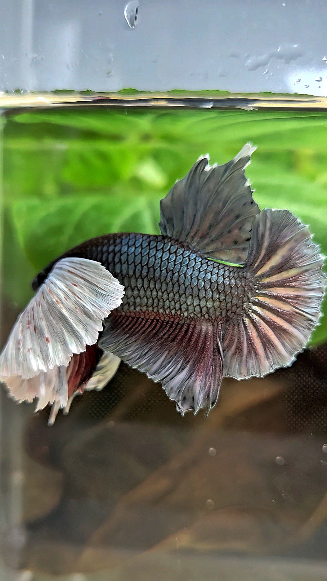 PLAKAT SUPER DUMBO EAR COPPER BETTA FISH