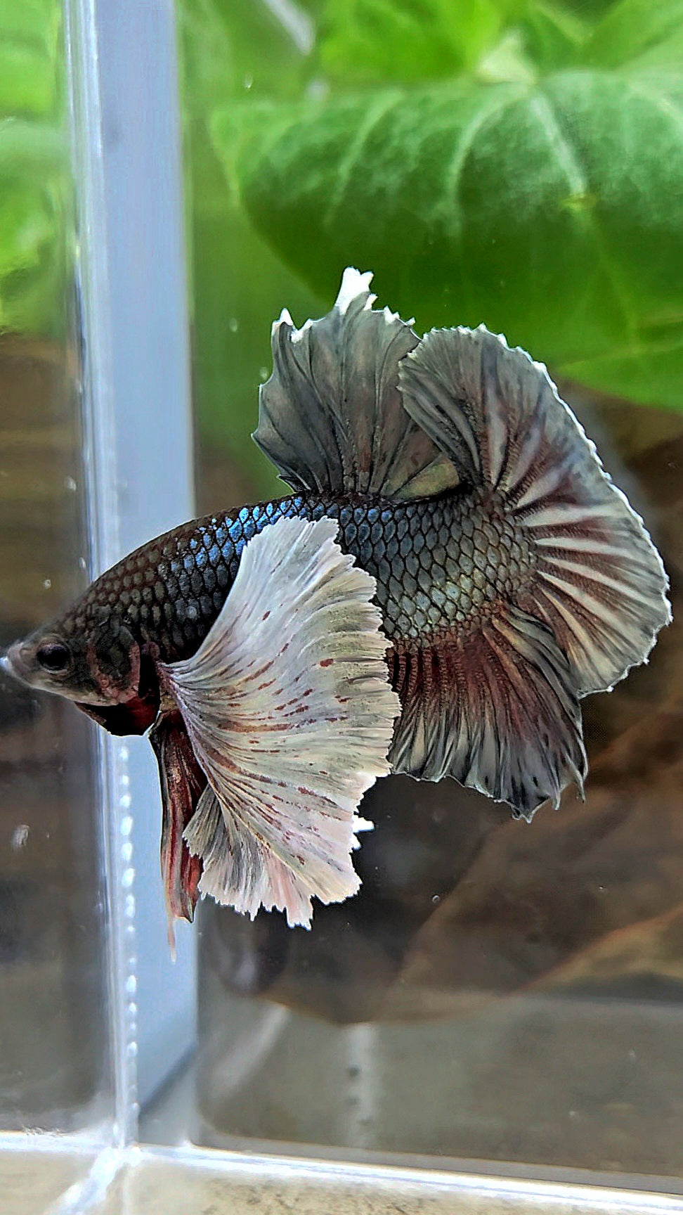 PLAKAT SUPER DUMBO EAR COPPER BETTA FISH