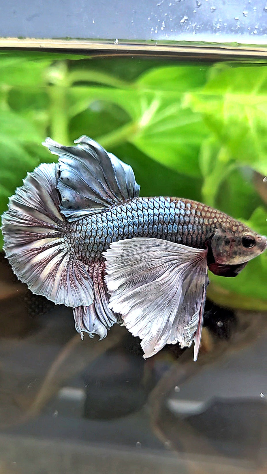PLAKAT SUPER DUMBO EAR COPPER BETTA FISH