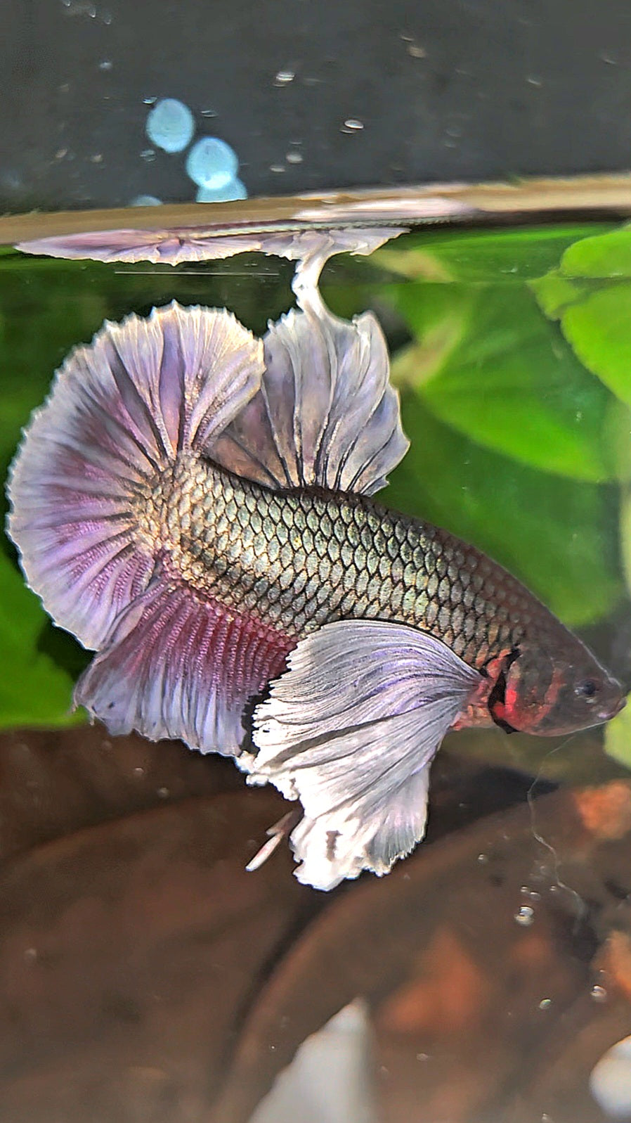 PLAKAT SUPER DUMBO EAR COPPER BETTA FISH