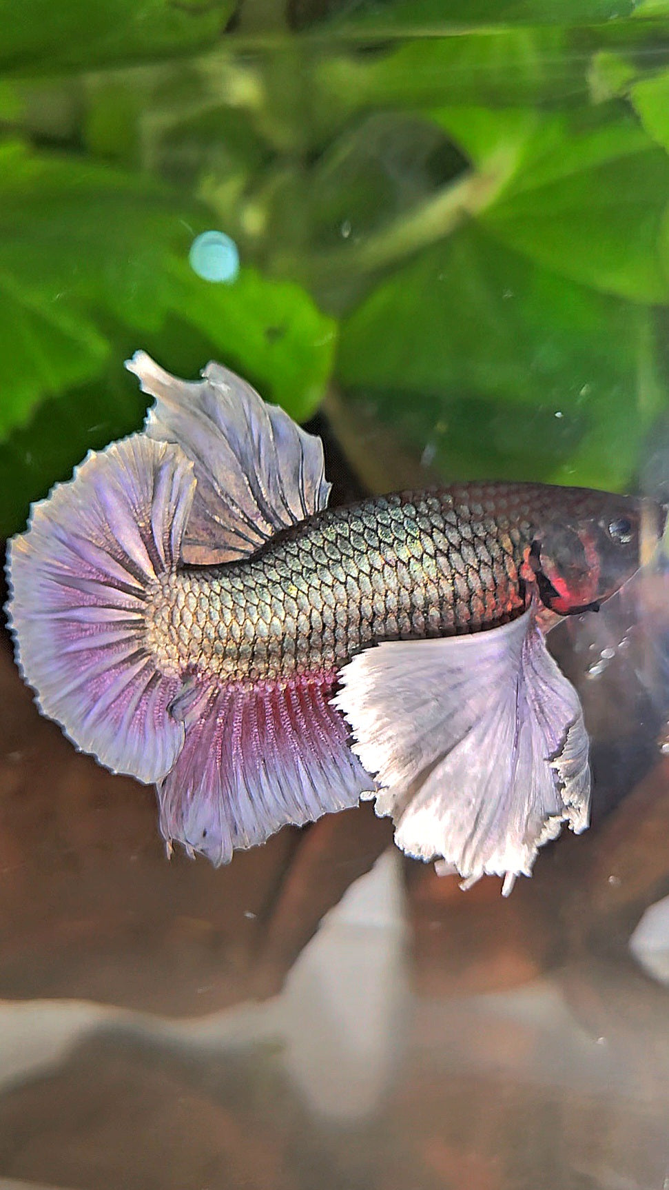PLAKAT SUPER DUMBO EAR COPPER BETTA FISH