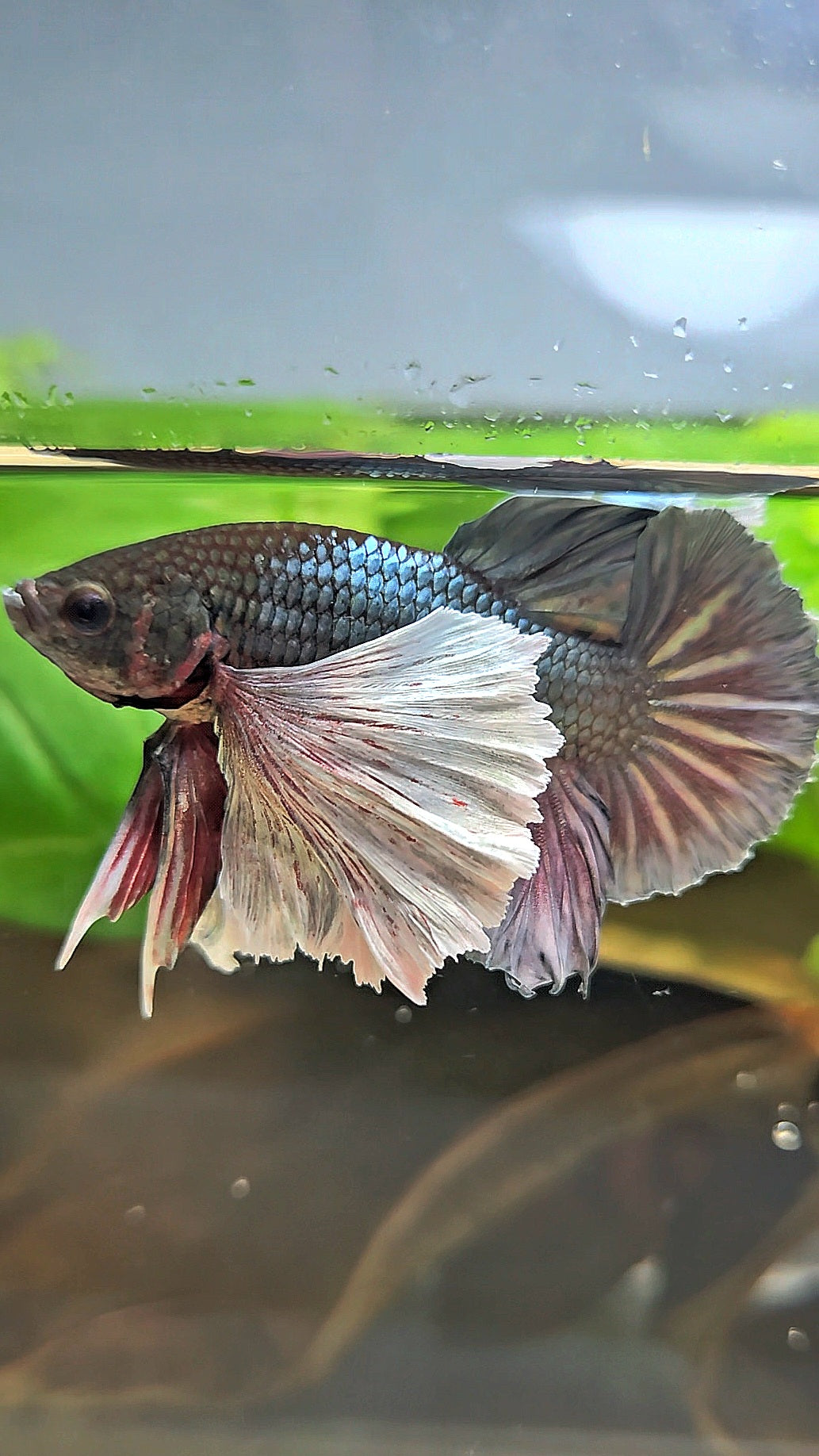 PLAKAT SUPER DUMBO EAR COPPER BETTA FISH
