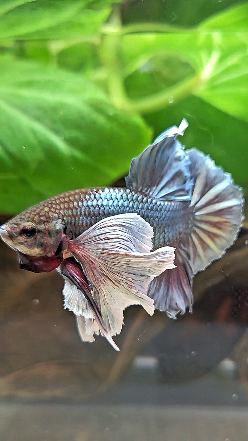 PLAKAT SUPER DUMBO EAR COPPER BETTA FISH