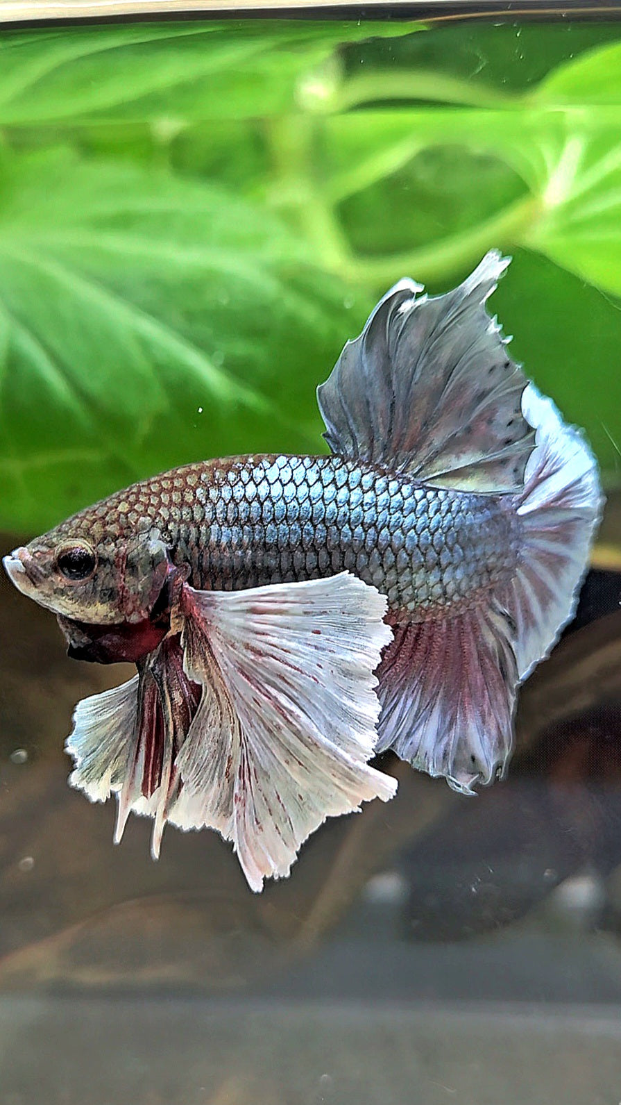 PLAKAT SUPER DUMBO EAR COPPER BETTA FISH