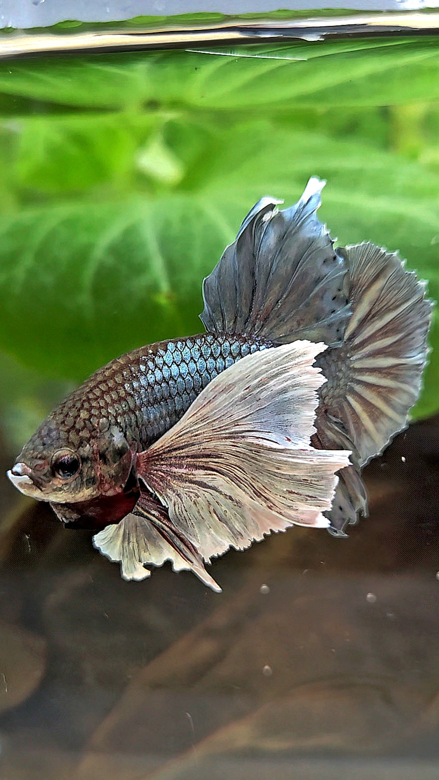 PLAKAT SUPER DUMBO EAR COPPER BETTA FISH