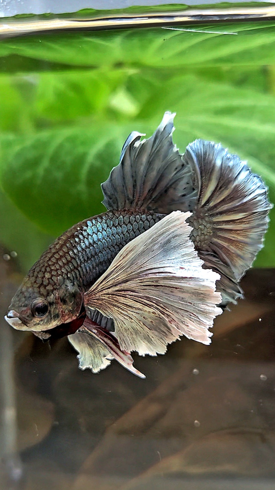 PLAKAT SUPER DUMBO EAR COPPER BETTA FISH
