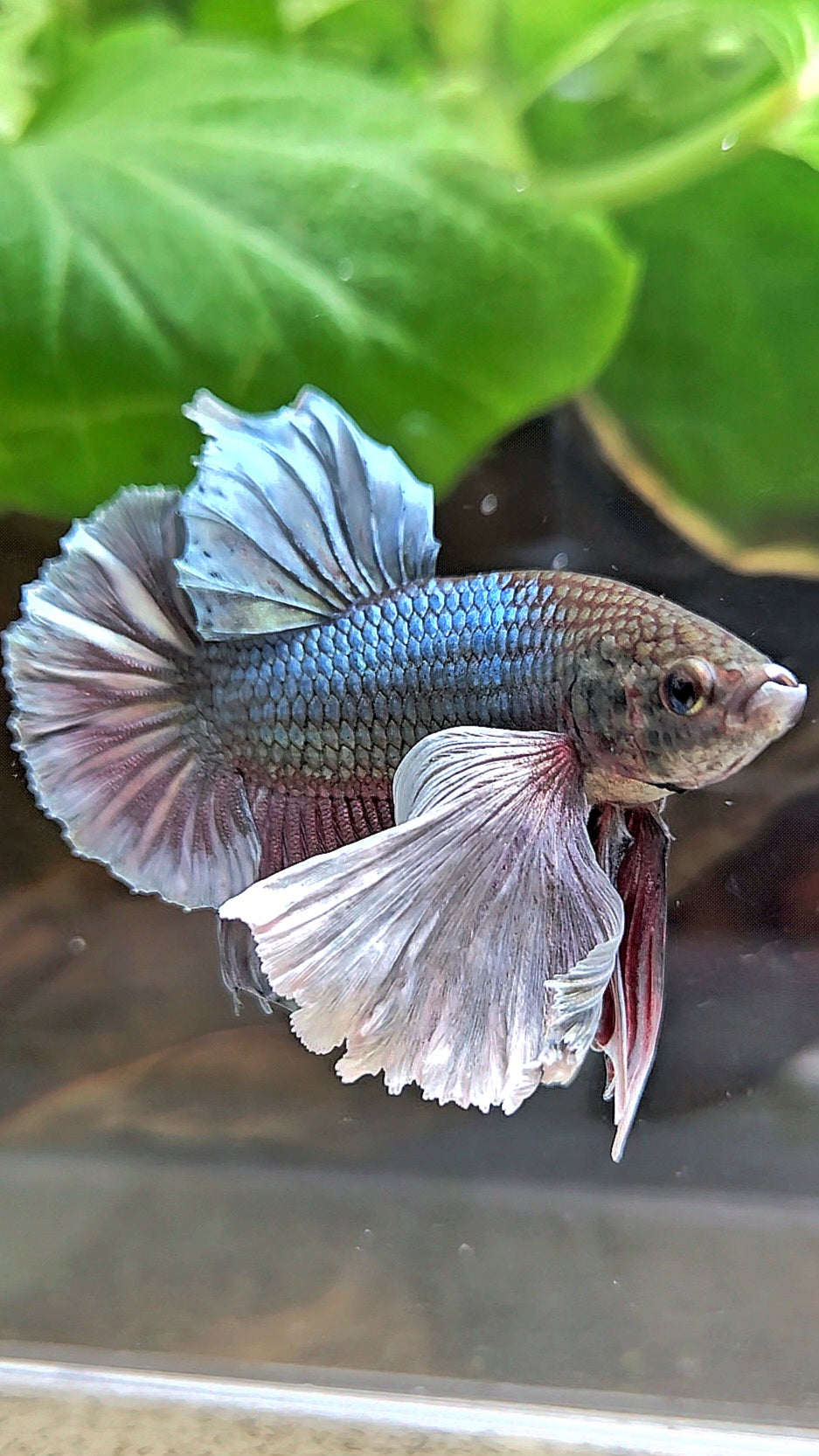 PLAKAT SUPER DUMBO EAR COPPER BETTA FISH