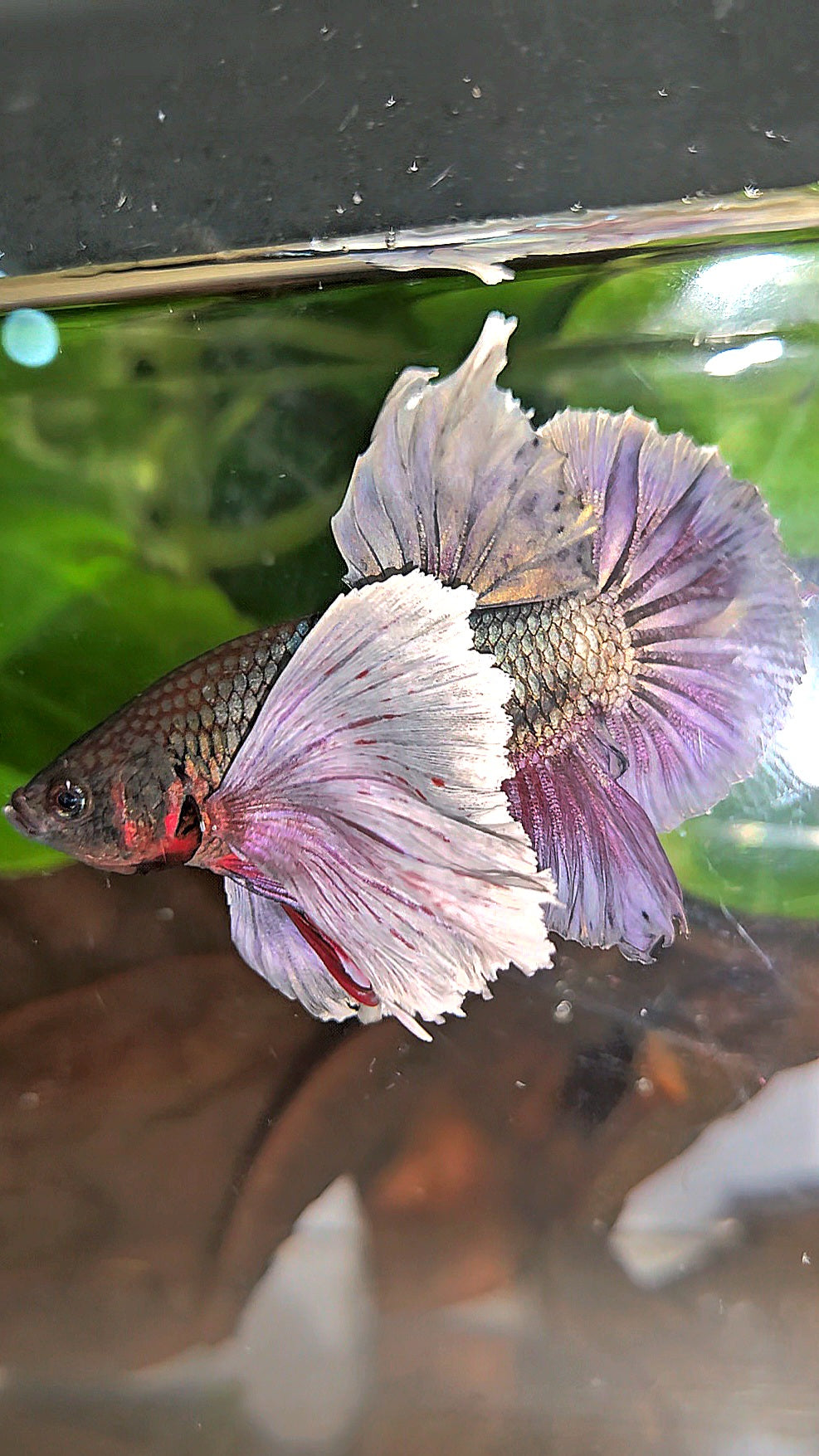 PLAKAT SUPER DUMBO EAR COPPER BETTA FISH