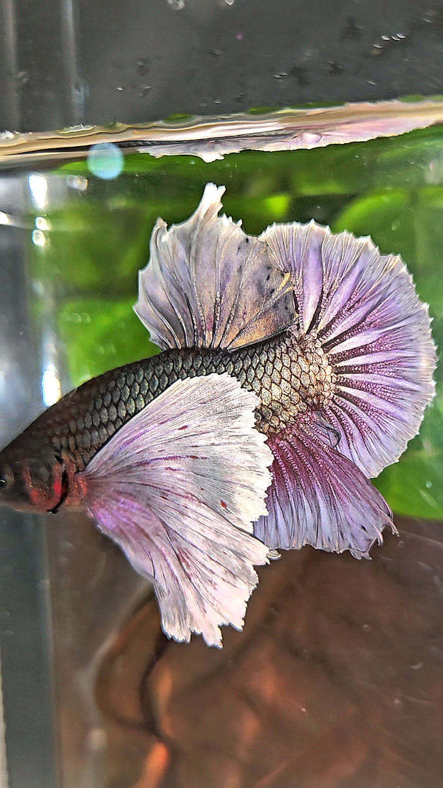 PLAKAT SUPER DUMBO EAR COPPER BETTA FISH