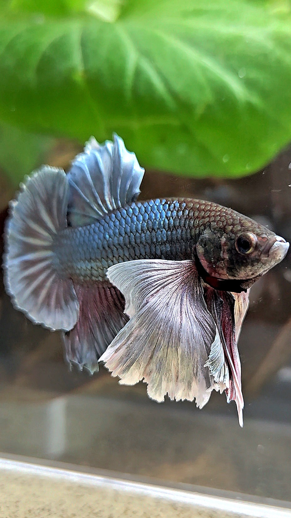 PLAKAT SUPER DUMBO EAR COPPER BETTA FISH