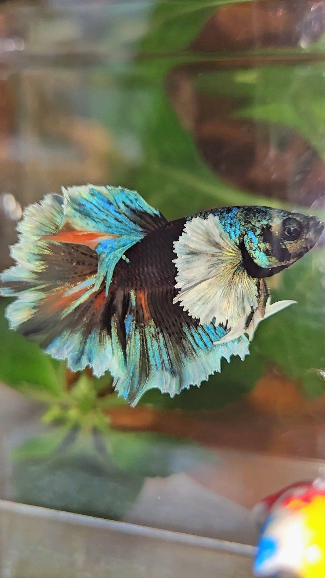 LUXURY HALFMOON DUMBO EAR ROSETAIL BLACK GALAXY AVATAR BLUE ICE VARIATION BETTA FISH