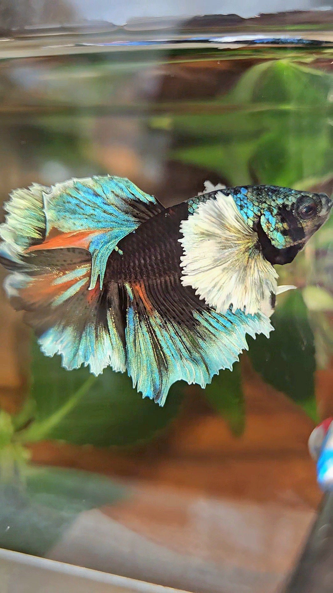 LUXURY HALFMOON DUMBO EAR ROSETAIL BLACK GALAXY AVATAR BLUE ICE VARIATION BETTA FISH
