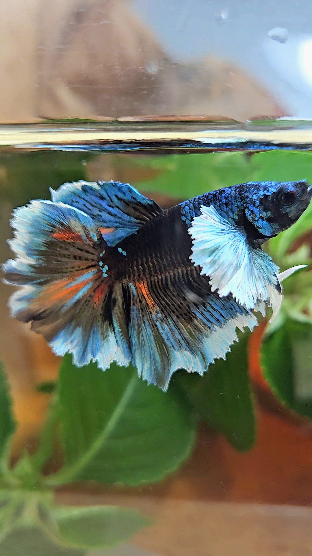 LUXURY HALFMOON DUMBO EAR ROSETAIL BLACK GALAXY AVATAR BLUE ICE VARIATION BETTA FISH