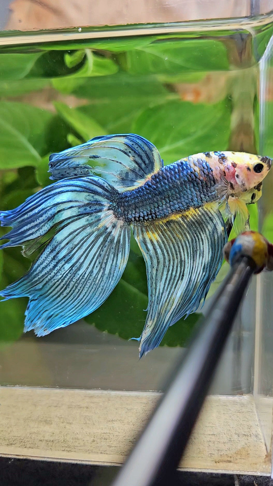 VEILTAIL DELTA YELLOW BLUE FANCY MULTICOLOR BETTA FISH