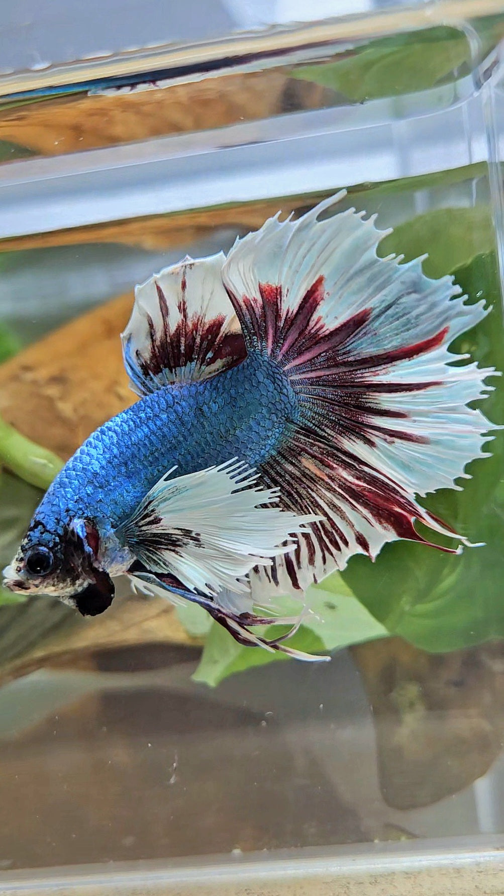 HALFMOON CROWNTAIL DUMBO EAR BLUE FANCY BETTA FISH