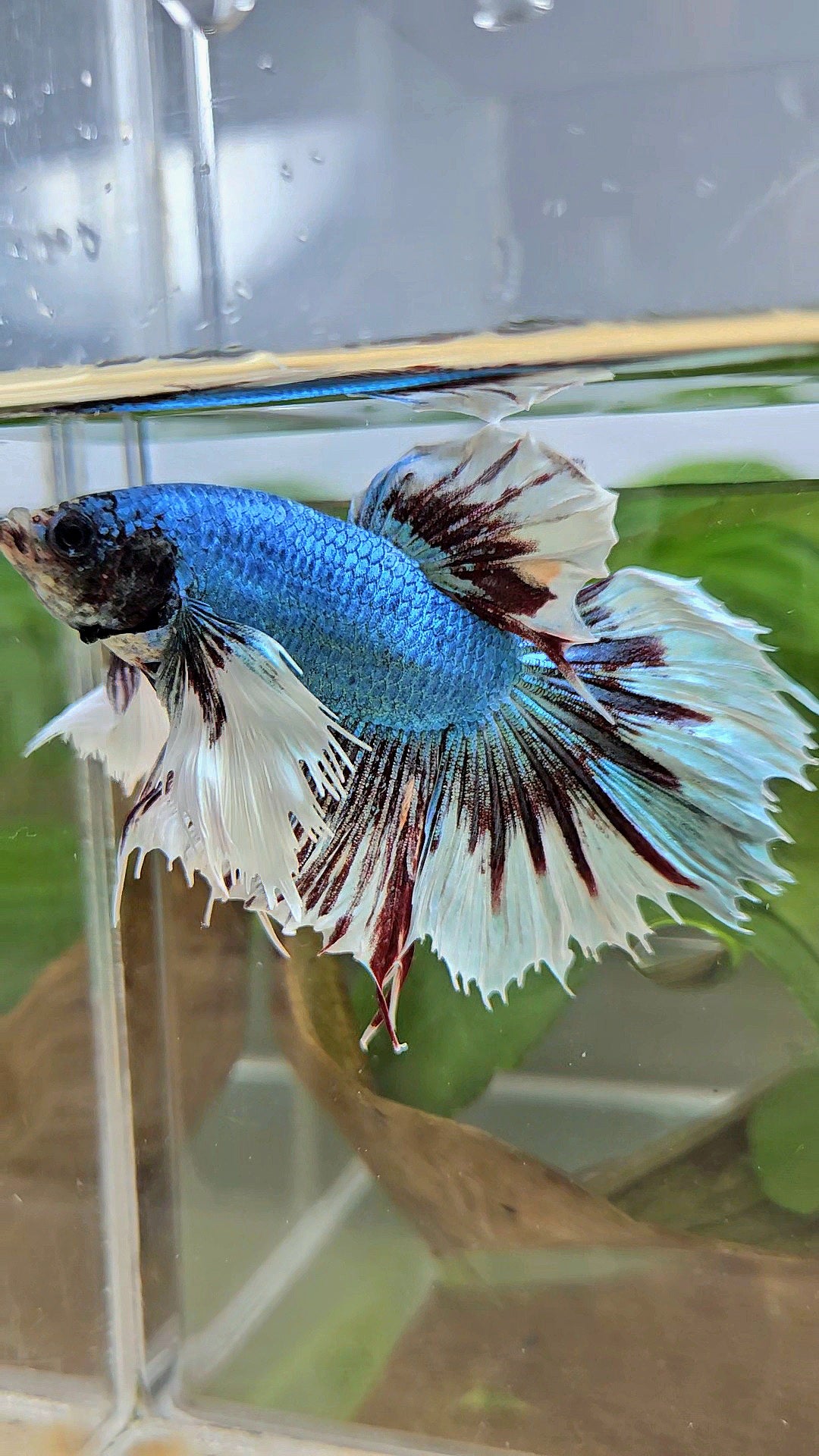 HALFMOON CROWNTAIL DUMBO EAR BLUE FANCY BETTA FISH