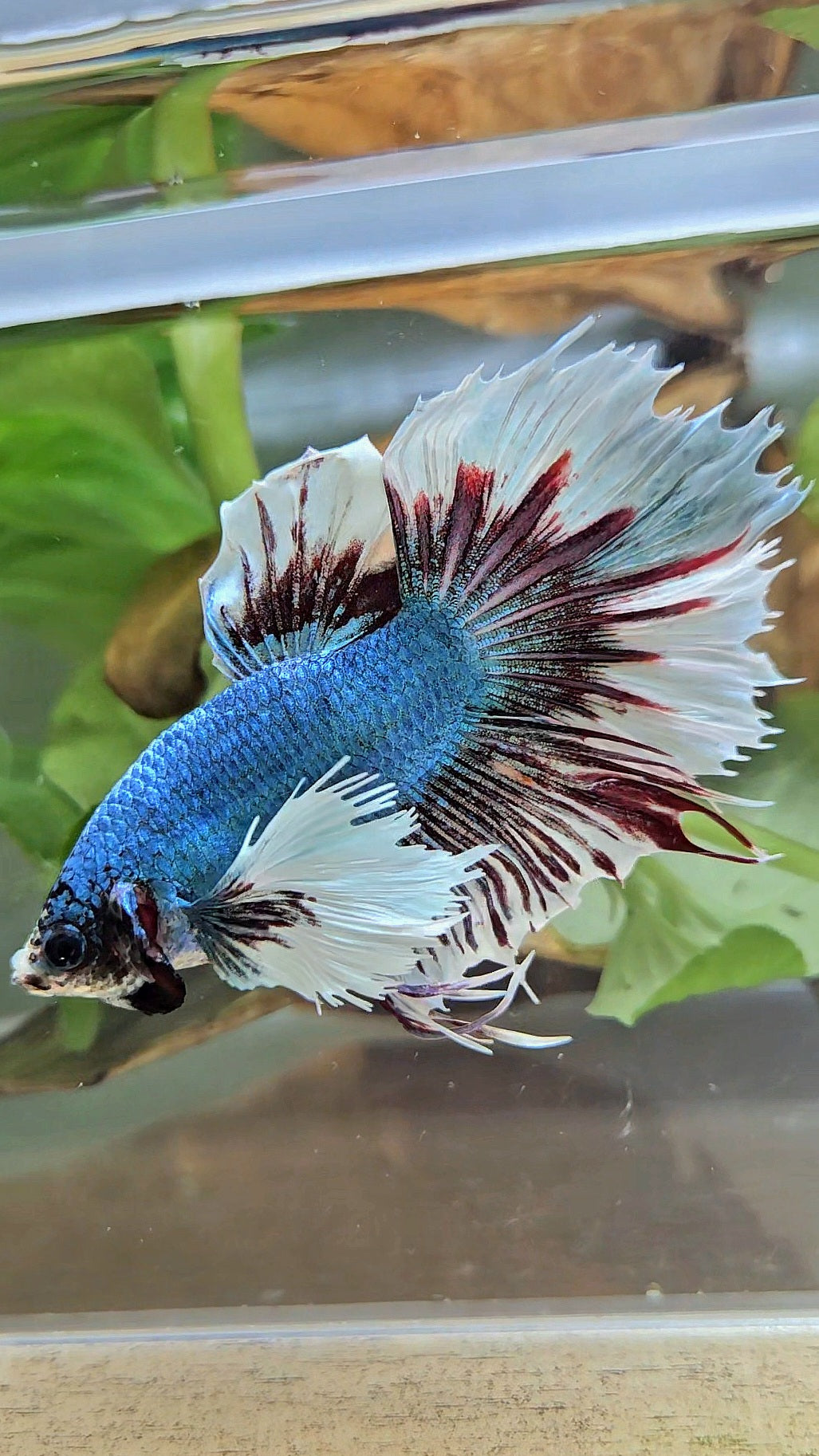 HALFMOON CROWNTAIL DUMBO EAR BLUE FANCY BETTA FISH