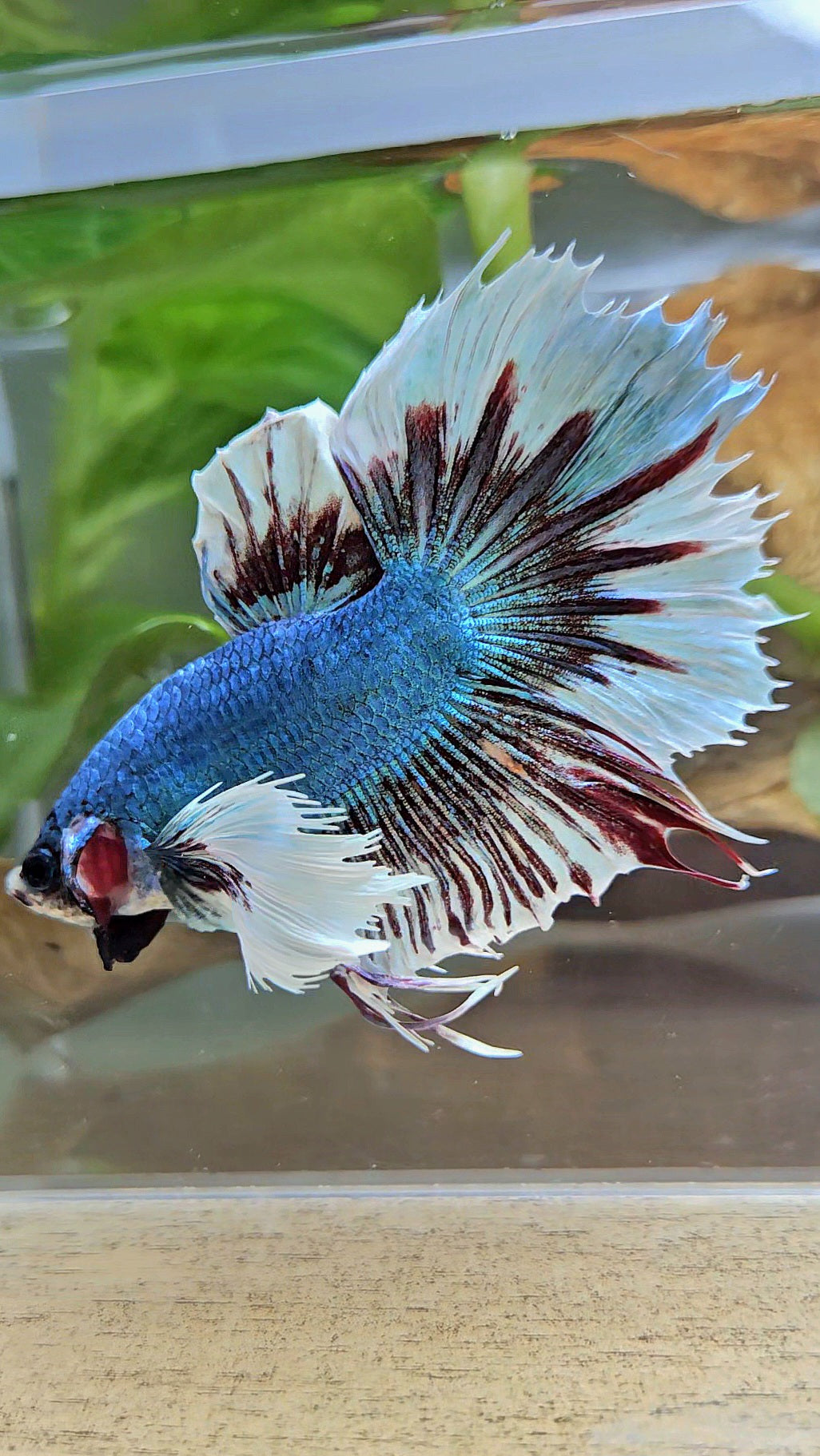 HALFMOON CROWNTAIL DUMBO EAR BLUE FANCY BETTA FISH